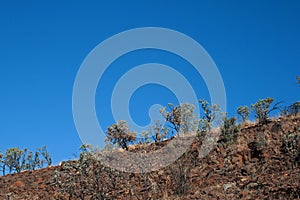 A ROW OF SUGARBUSHES AGAINST BLUE SKY ON THE SLOPE OF A HILL