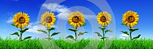 Row of sunflowers on green grass - panorama