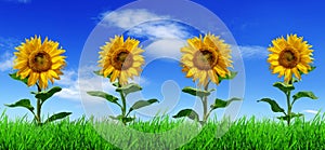 Row of sunflowers on green grass - panorama