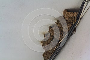 Row of swallow nests