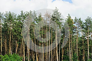 Row of tall green coniferous pine trees at the edge of the forest