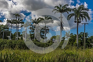 A row of tall majestic Royal Palm trees mark the location of a sugar cane plantation in Barbados