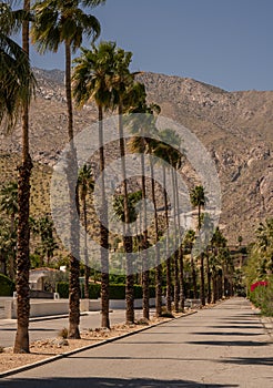 Row of tall palm trees along the road in Palm Springs