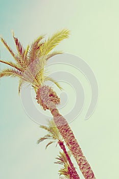 Row of tall palm trees on light turquoise blue sky. Tilted perspective. 60s Vintage style copy space for text. Tropical background