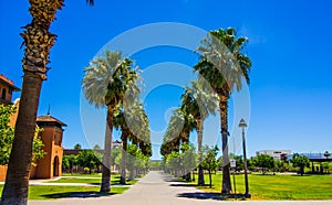 Row Of Tall Palm Trees Lining Walkway In Public Park