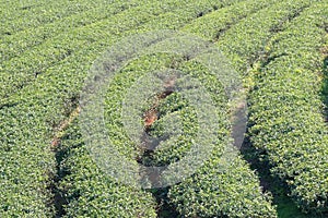 Row of tea bushed in tea plantations.