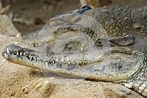 Row of teeth of a crocodile