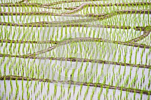 Row of texture of rice terraces