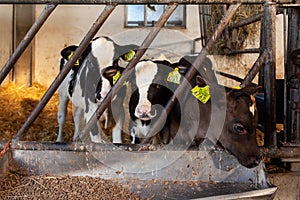 Row of three calves eating hay in a barn