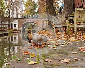 Row of three ducks drinking from a canal on an autumn day in Utrecht, Netherlands