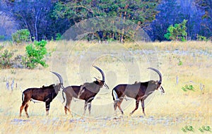 A row of three sable antelopes walking across the african savannah in Hwange National Park, Zimbabwe