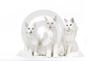 Row of three solid white Maine Coon cats photo
