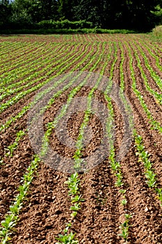 Row of tobacco plant in rural farm land photo