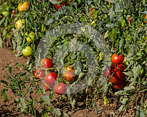 Row of tomato plants in the field