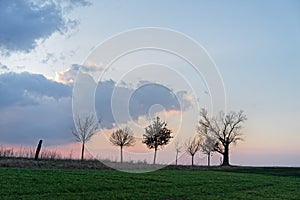 Tree row with striking cloud formation in the evening light