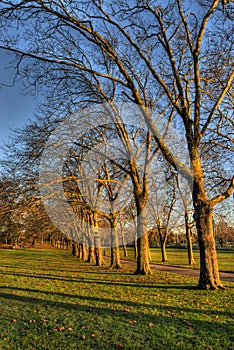 Row of trees