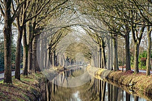 Row of trees along canal reflecting in the water surface