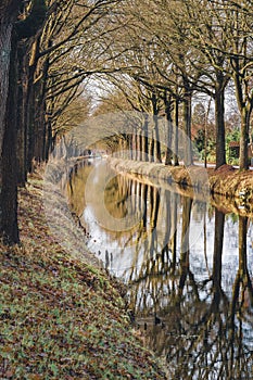 Row of trees along canal reflecting in the water surface