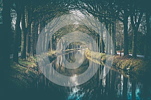 Row of trees along canal reflecting in the water surface