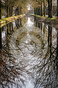 Row of trees along canal reflecting in the water surface