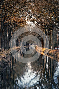 Row of trees along canal reflecting in the water surface