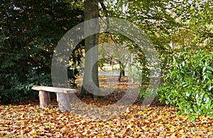 Row of trees in autumn colours