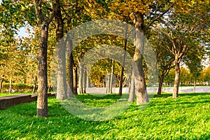 Row of trees in autumn park