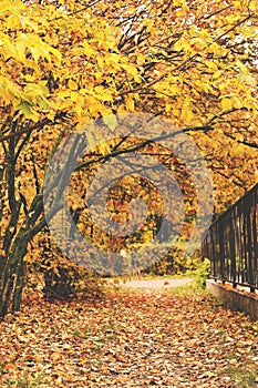 Row trees autumn yellow leaves fence