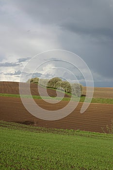 Row of trees baren fields photo