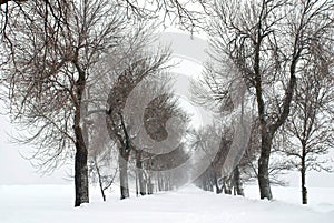 Row of trees in a blizzard with diminishing perspective