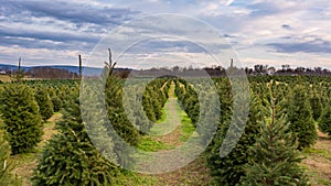 Row of Trees at the Christmas Tree Farm