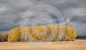 A row of trees at the edge of a field in the autumn.