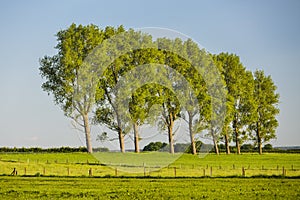 Row Of Trees In Evening Light, Germany