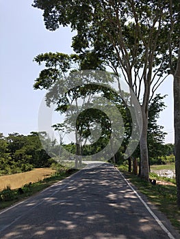 A row of Trees fantastic place in Bangladesh