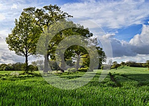 Row of Trees in a Field