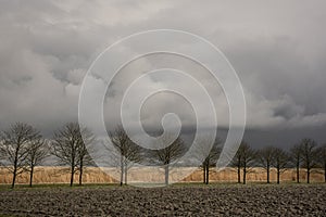 Row of trees in Groningen