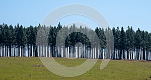 Row of trees high up on the hill above The Berlin Falls, waterfalls in the Blyde River Canyon, Graskop, South Africa