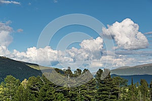 Row of trees on horizon line under blue sky. Cumulus clouds over green wood at sunset