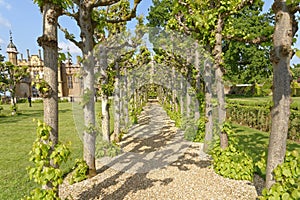 A row of trees, knebworth, england