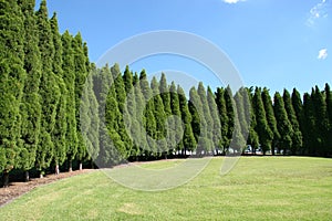 Row of trees lining grass park