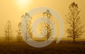 Row of trees in morning haze.