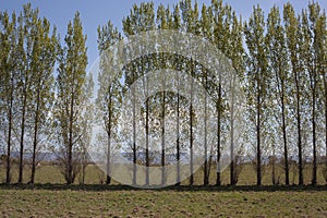 Row of Trees in an Open Field