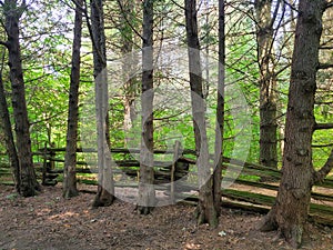 A Row of Trees in Oxford County