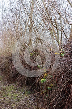 Row of trees and pruning waste