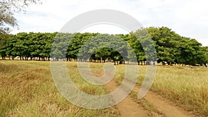 Row of trees in savanna forest photo