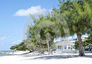 Grand Cayman Beach Trees