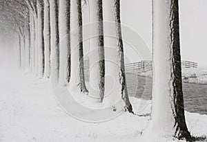 Row Trees Snow Storm Noordeloos