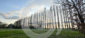 row of trees at sunset luxury house entrance