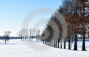 Row of Trees in Winter