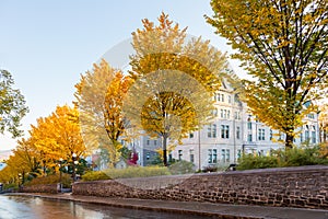 Row of trees with yellow foliage in front of the late 19th Century stone City Hall of Quebec City